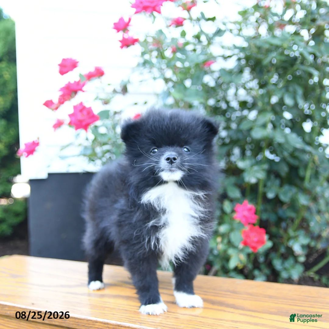 Pomeranian dogs for sale: Marky - Ad 2