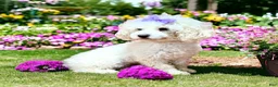 Miniature Poodle dogs for sale: Georgie - Ad 5