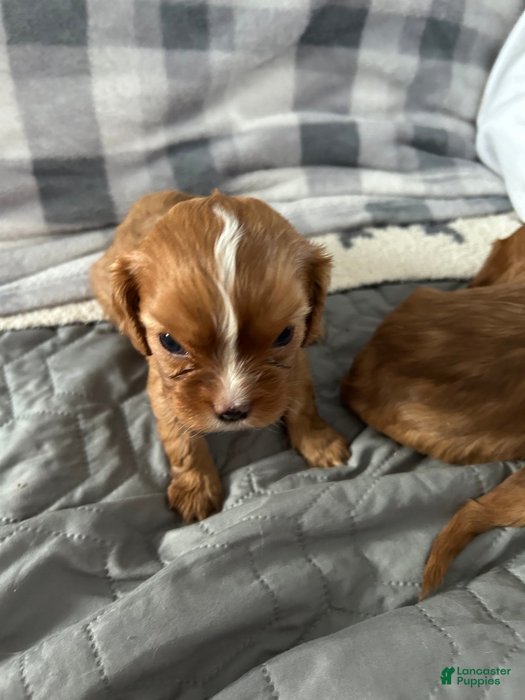 Cavalier King Charles Spaniel dogs for sale: Rocket - Ad 2