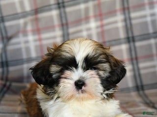 Shih Tzu dogs - Ad 14