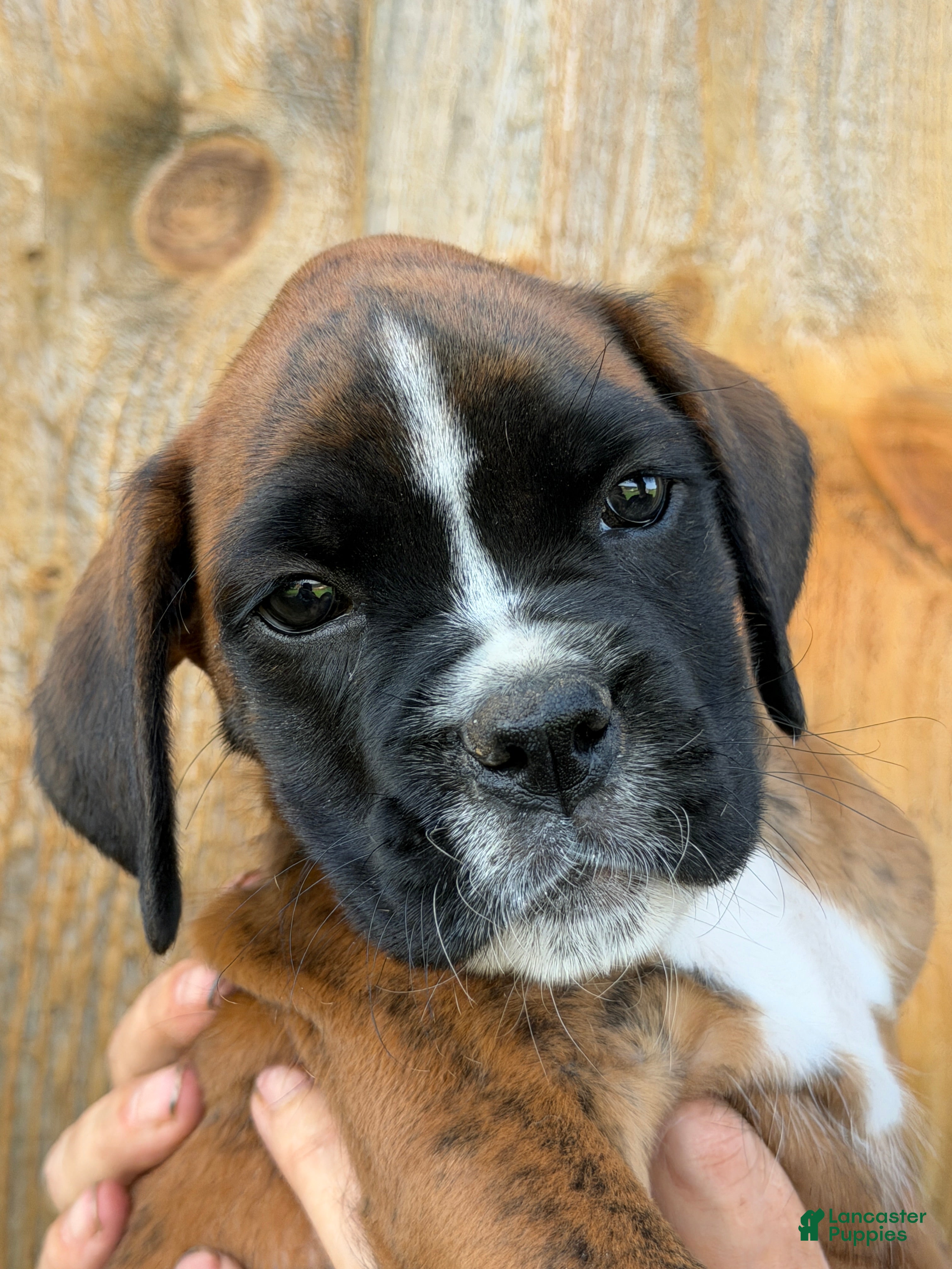 Boxer dogs Winchester-AKC - Ad 2