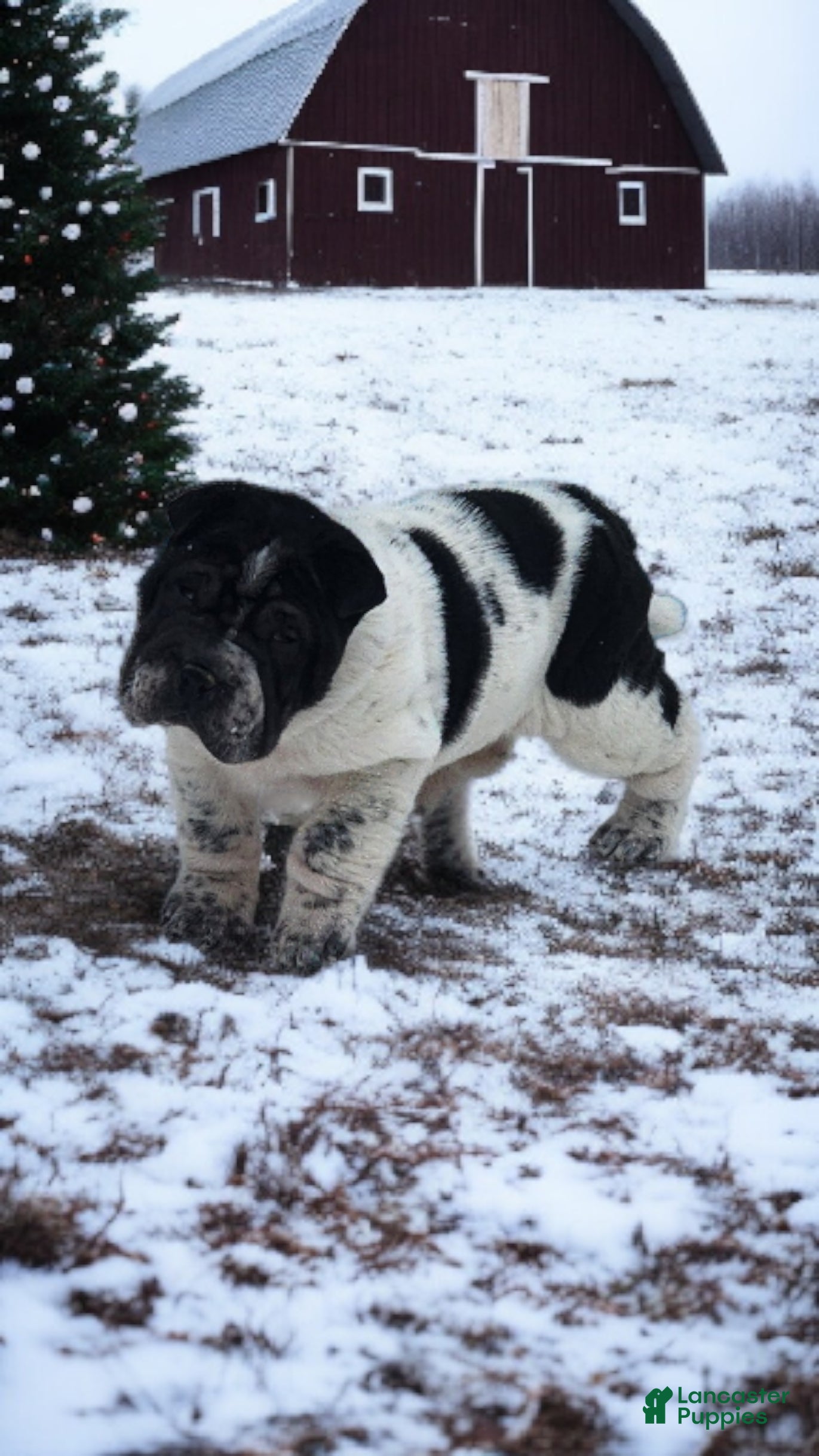 Shar Pei dogs Oreo black flower mini - Ad 2