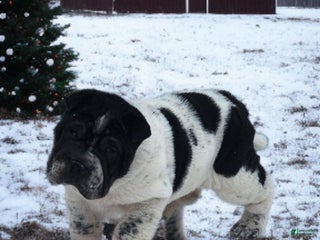 Shar Pei dogs Oreo black flower mini - Ad 2