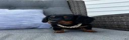 Miniature Dachshund dogs for sale: Lucy - Ad 4