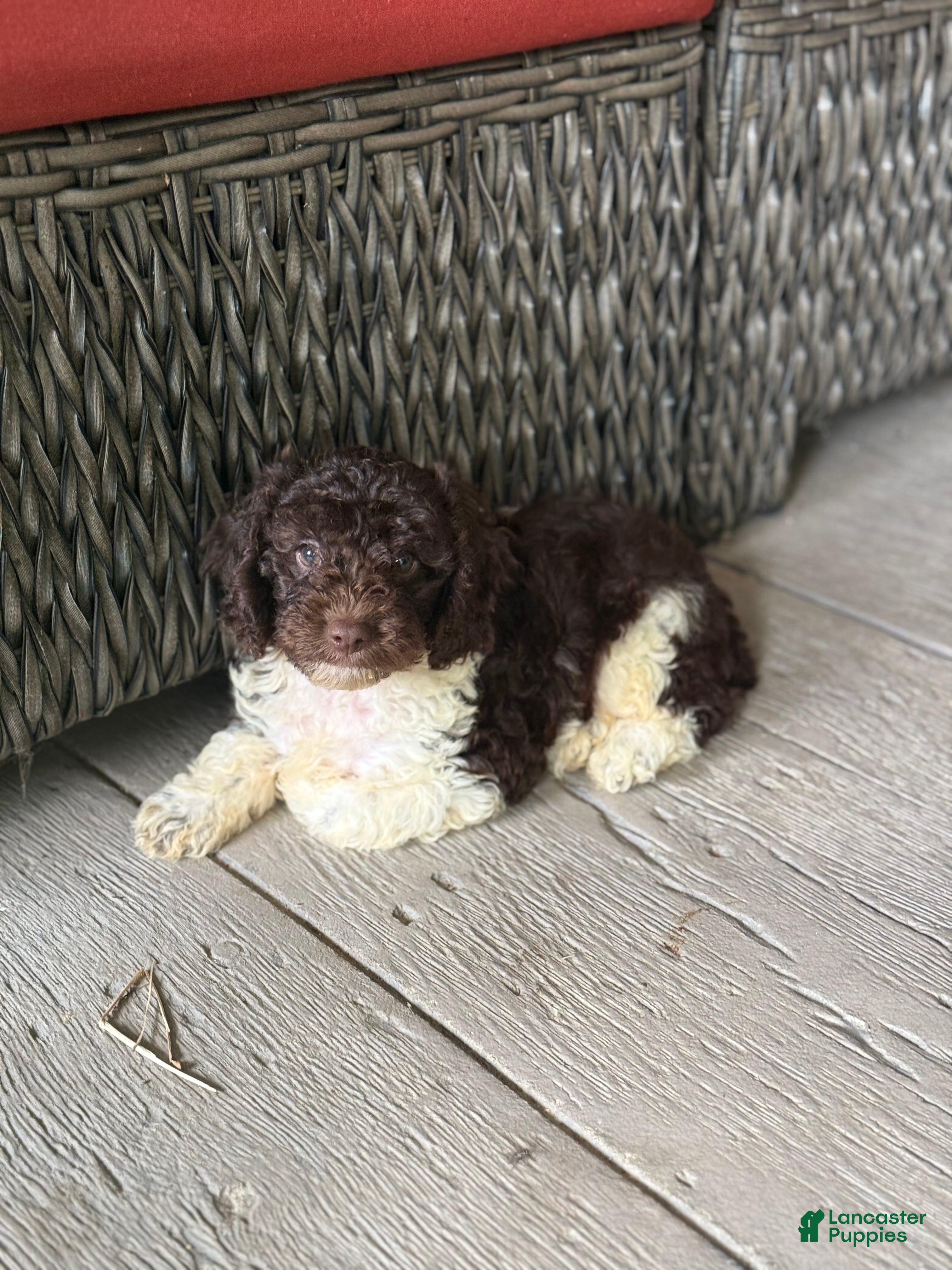 Miniature Poodle dogs Jupiter - Ad 2