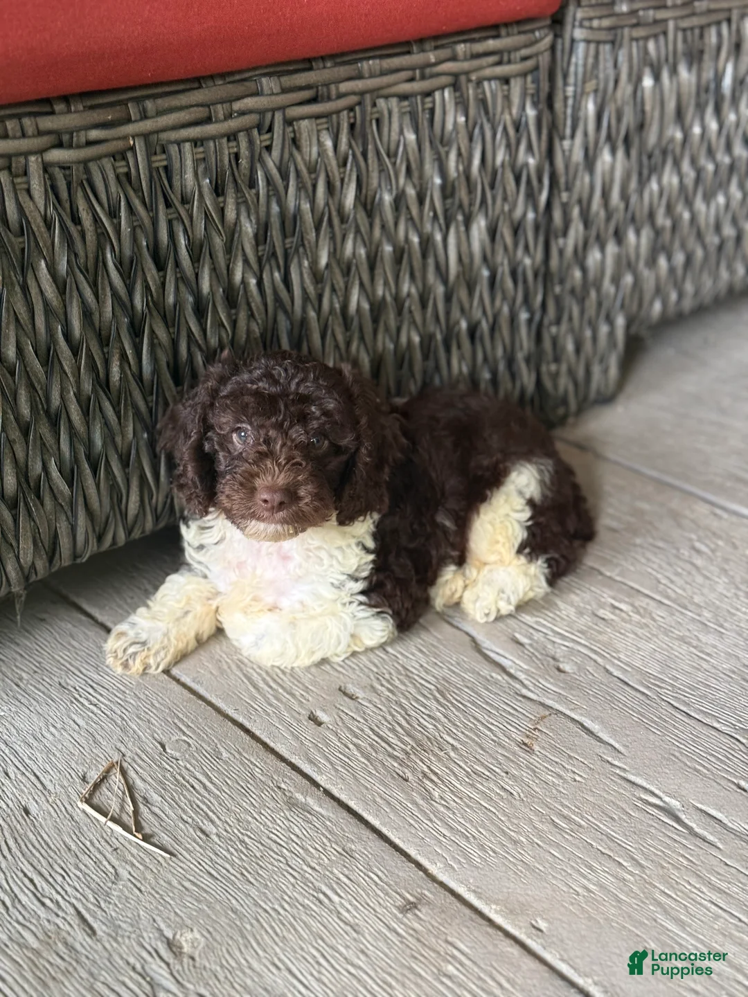 Miniature Poodle dogs for sale: Jupiter - Ad 2