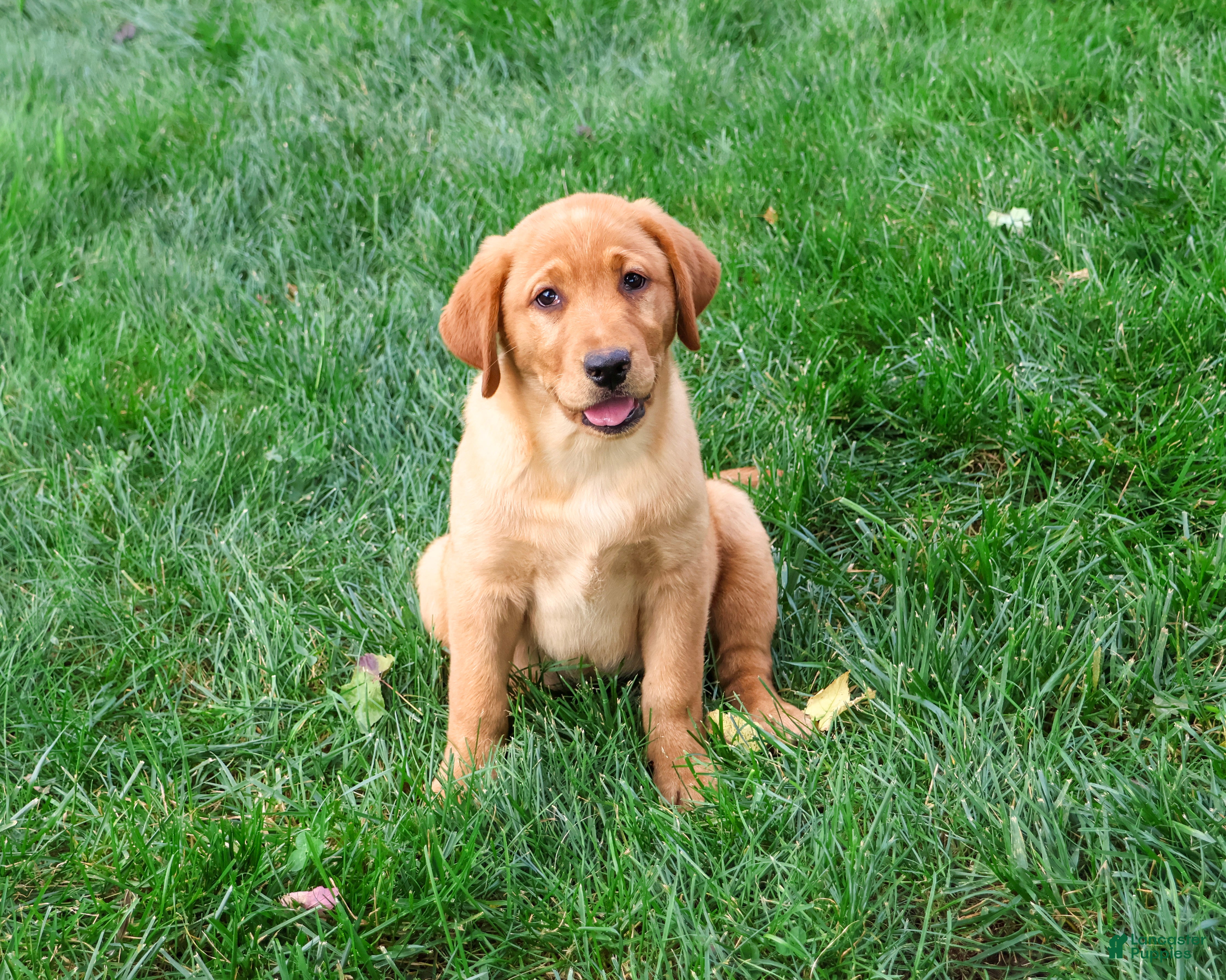 Labrador Retriever dogs Claudia - Ad 1