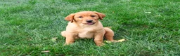 Labrador Retriever dogs for sale: Claudia - Ad 1