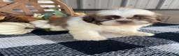 Shih Tzu dogs for sale: Ivy - Ad 9