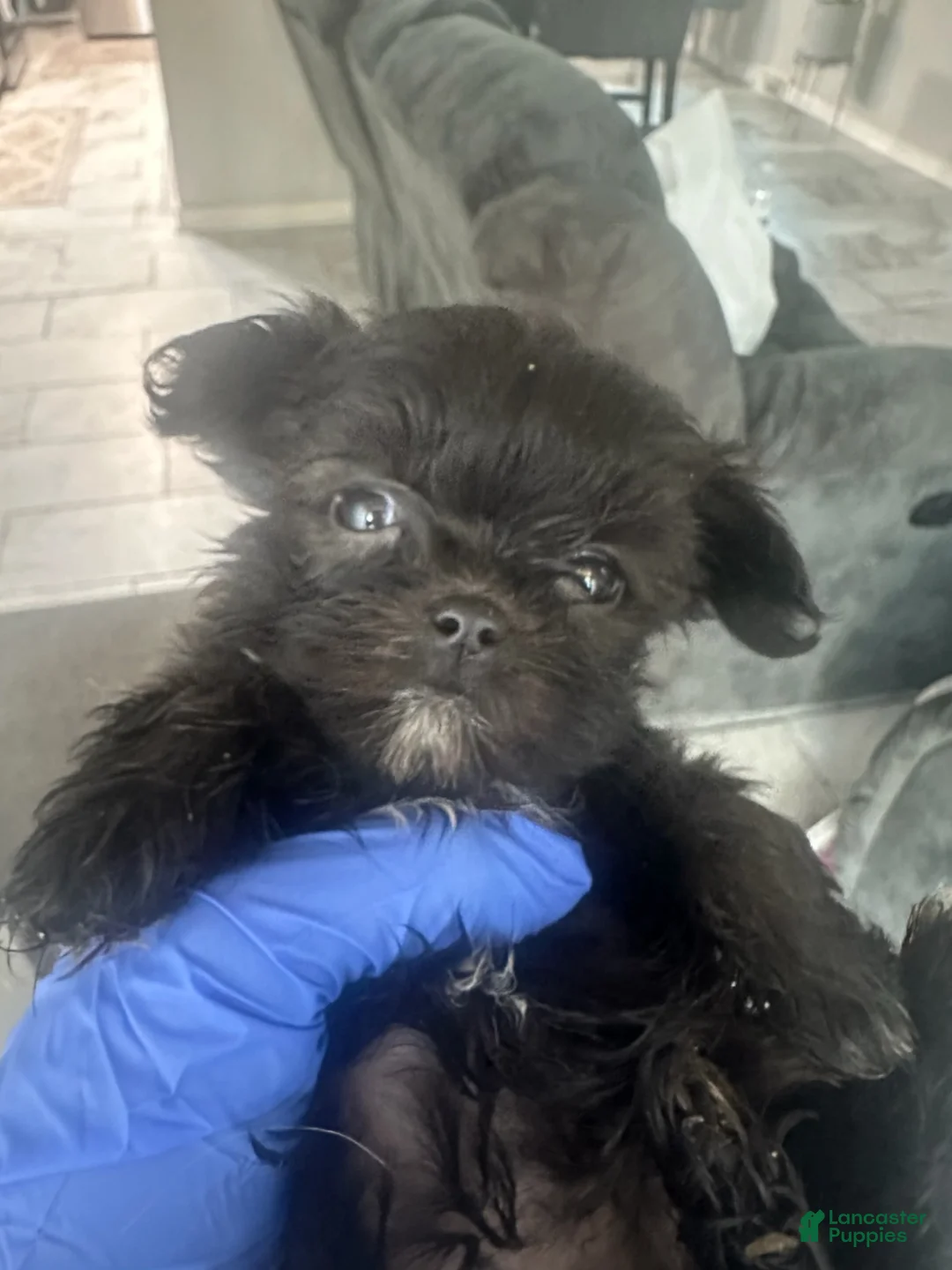 Malshi dogs for sale: Malshi 3 - Ad 1