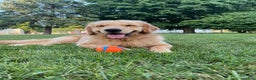 Golden Retriever dogs for stud: Golden Stud - Ad 7