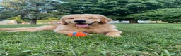 Golden Retriever dogs for stud: Golden Stud - Ad 7