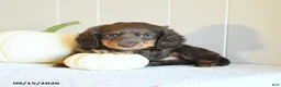 Miniature Dachshund dogs for sale: Casey - Ad 4