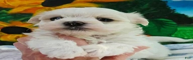 Maltipoo 2