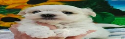 Maltipoo dogs for sale: Maltipoo 2 - Ad 1