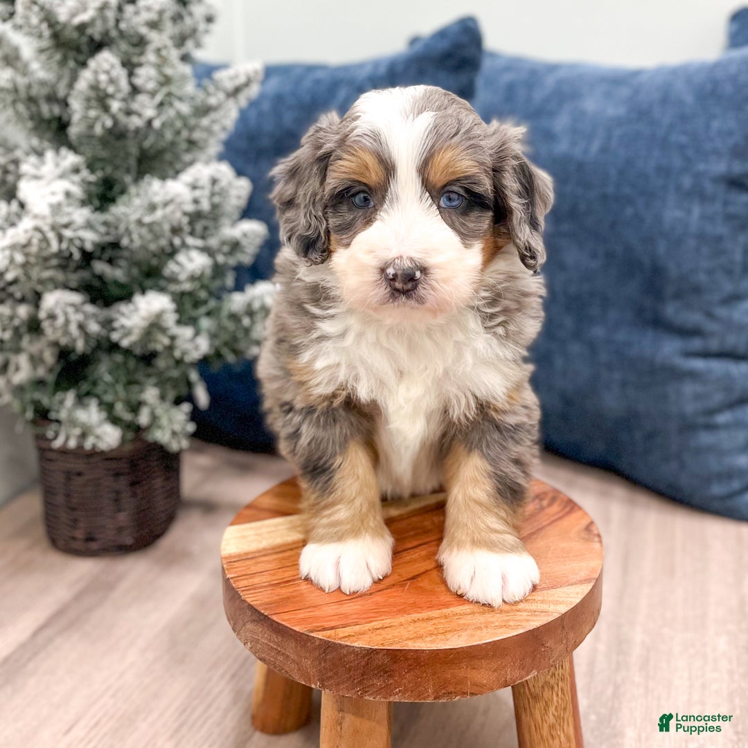 Mini Bernedoodle dogs for sale: Bentley - Ad 3