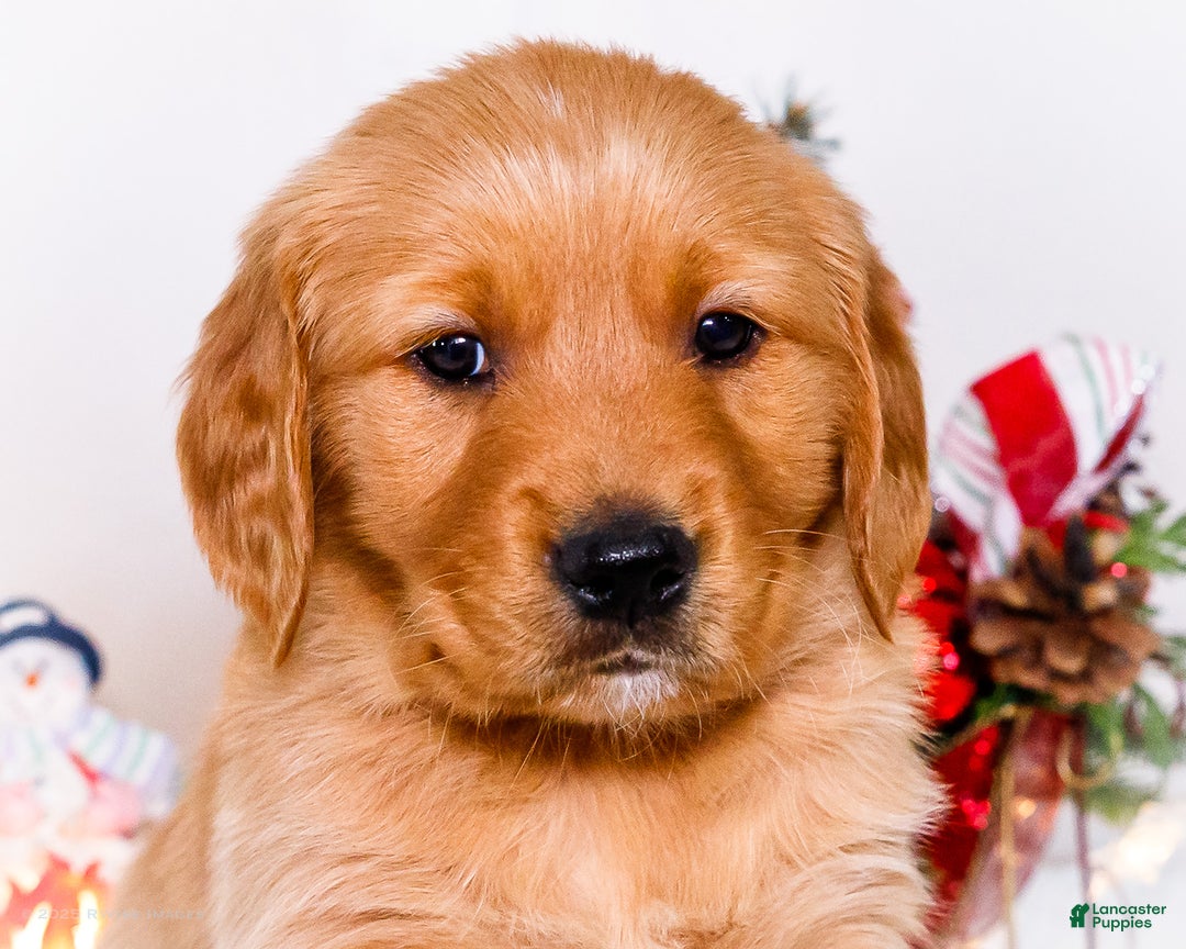 Golden Retriever dogs for sale: Dakoda - Ad 2