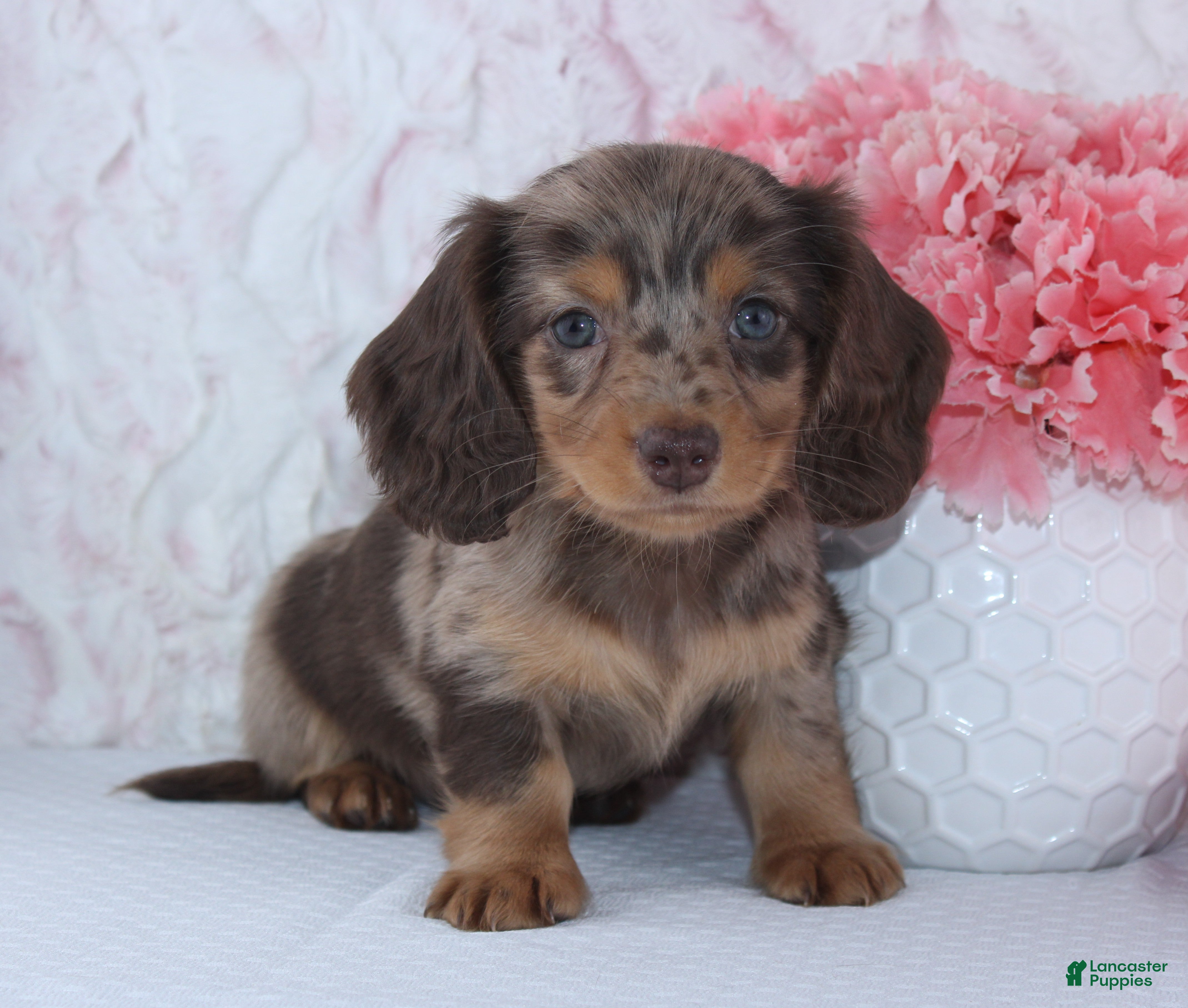 Miniature Dachshund dogs Denise - Ad 1