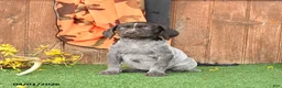 German Shorthaired Pointer dogs for sale: Libby - Ad 4
