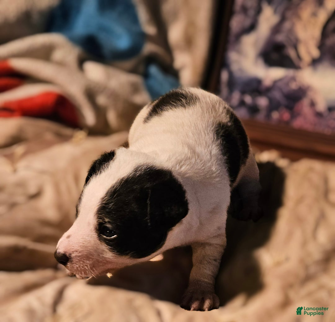 Border Collie dogs for sale: Rocky (Call-Text) - Ad 11