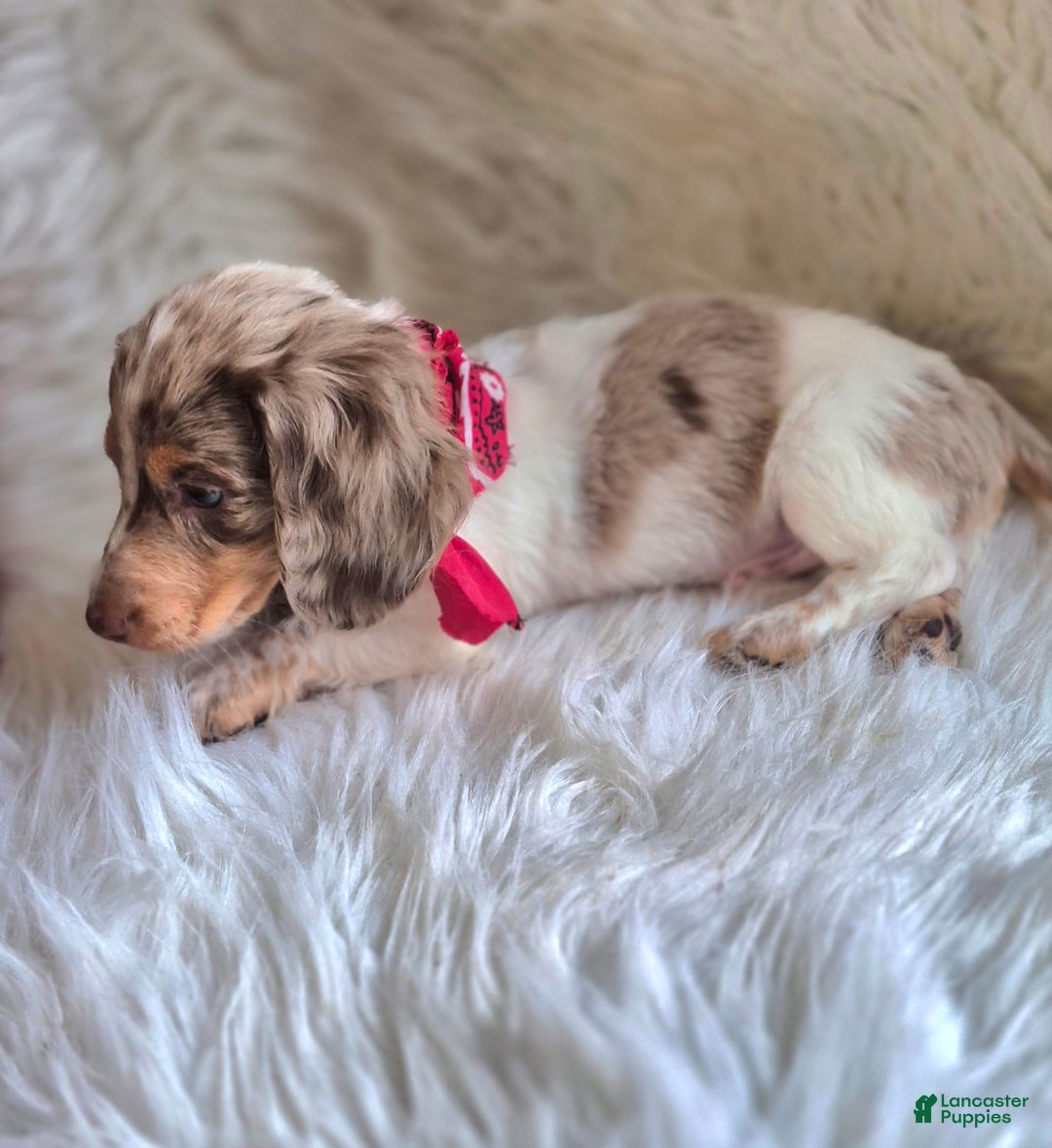 Miniature Dachshund dogs for sale: Benson - Ad 10