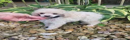 Miniature Poodle dogs for sale: Rosco - Ad 2