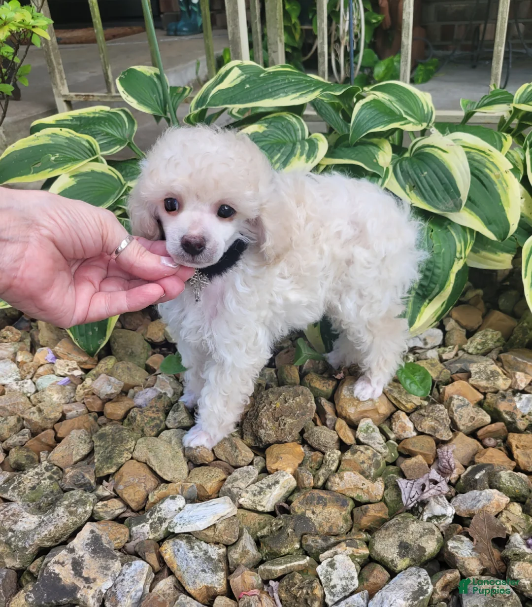 Miniature Poodle dogs for sale: Rosco - Ad 2