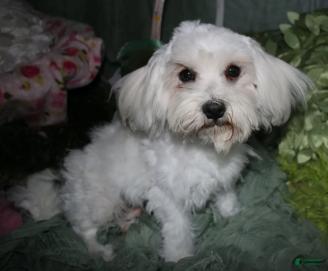 Maltese dogs for sale: Teddy - Ad 2