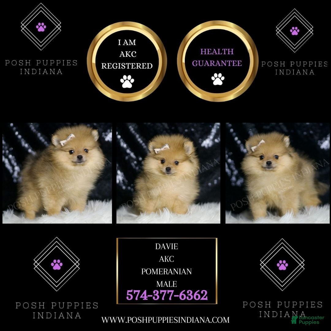 Pomeranian dogs Davie - Ad 2