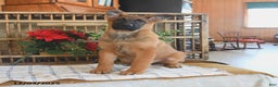 Mixed Breed dogs for sale: Oscar - Ad 5