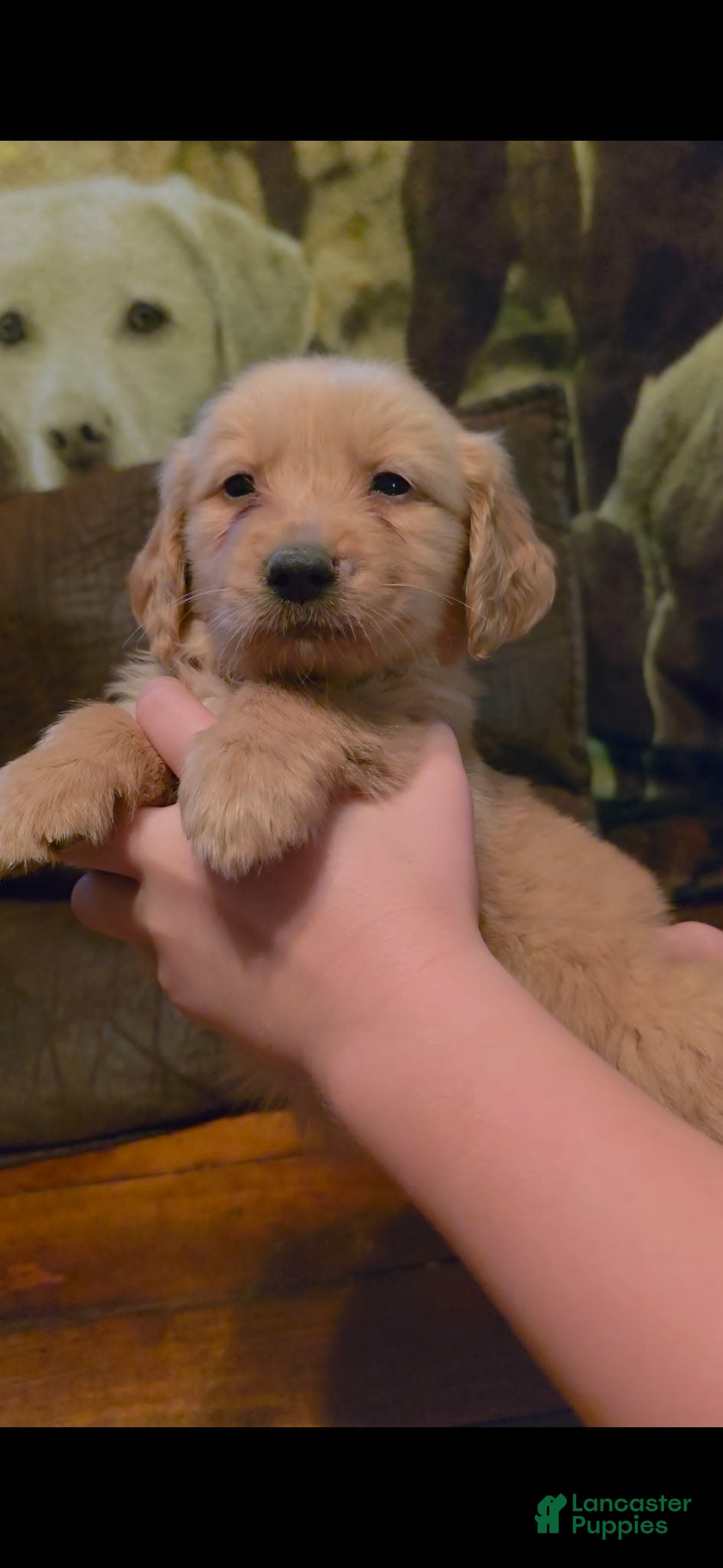 Golden Retriever dogs AKC Tater Tot - Ad 1