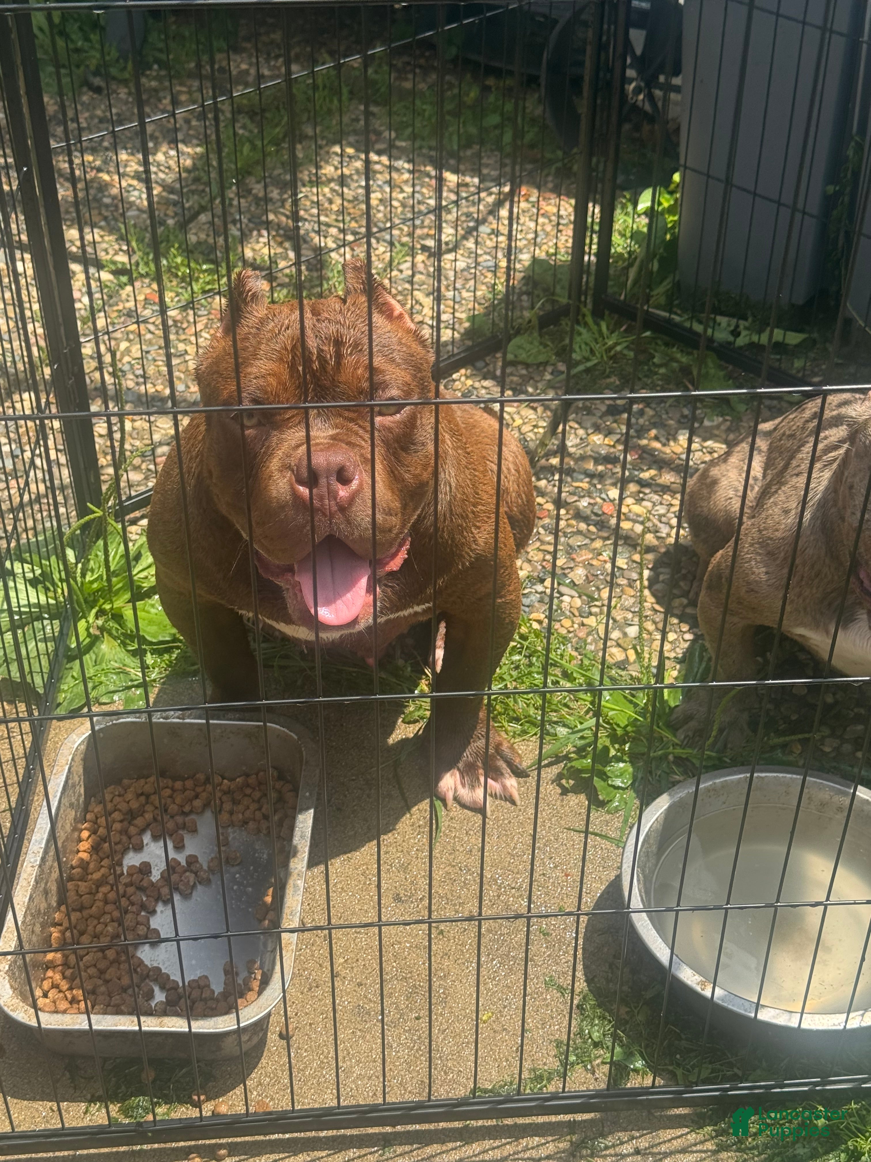 American Bully dogs Jax - Ad 1