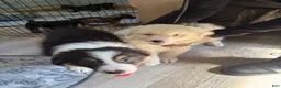 Australian Shepherd dogs for sale: Julie - Ad 3