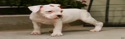 Boxer dogs for sale: Lily - Ad 4