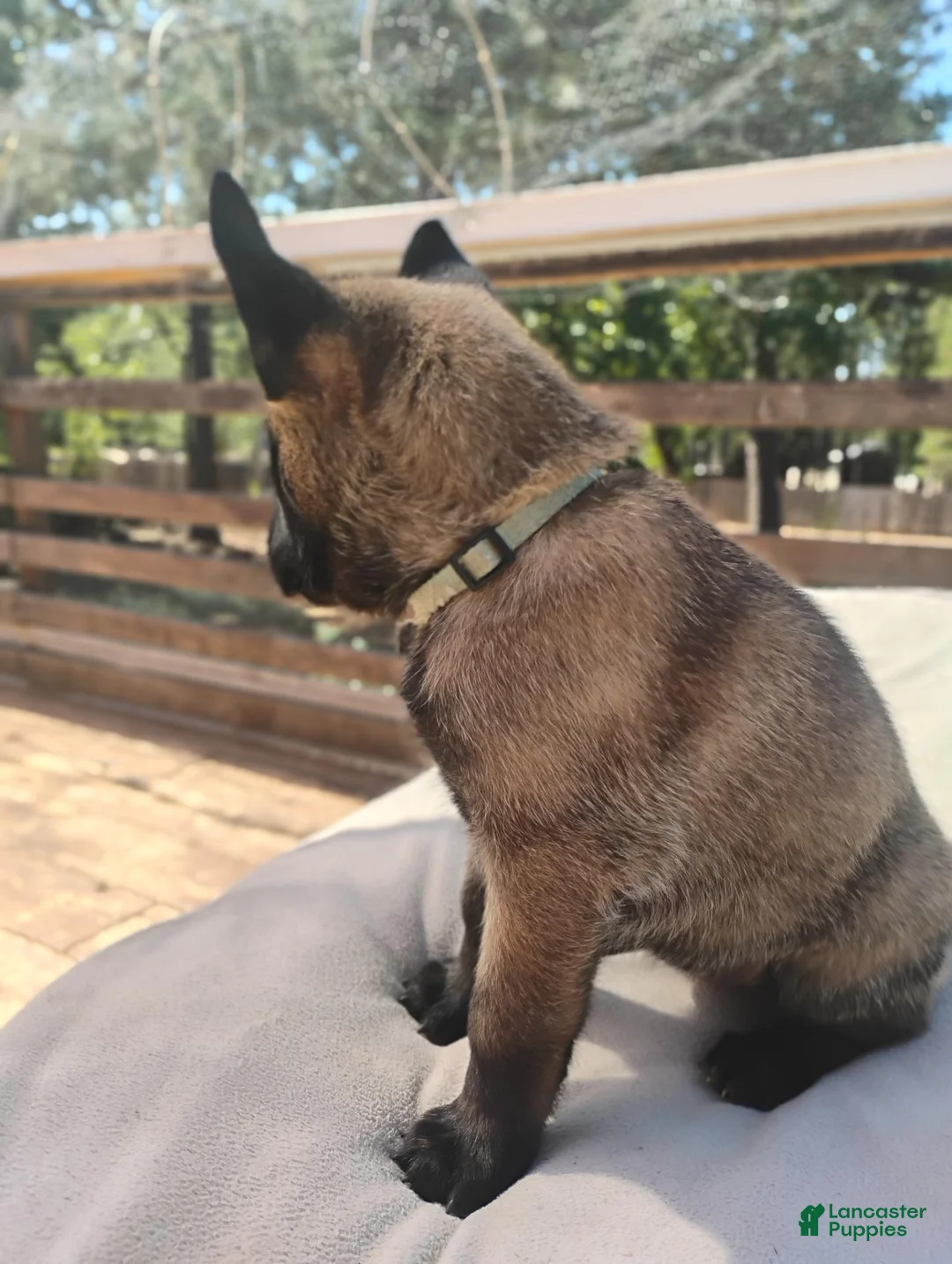 Belgian Malinois dogs for sale: Light Blue Collar - Ad 2