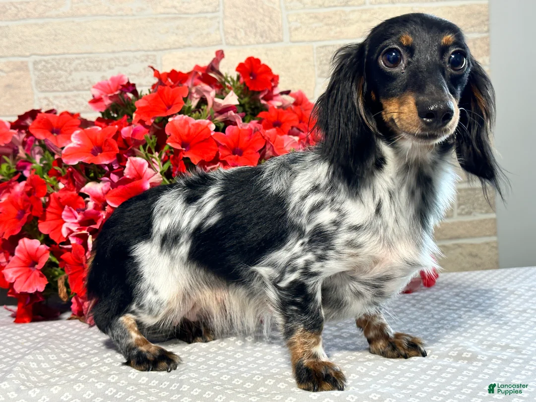 Miniature Dachshund dogs for sale: Emily - Ad 7