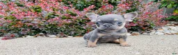 French Bulldog dogs for sale: Daisy - Ad 3