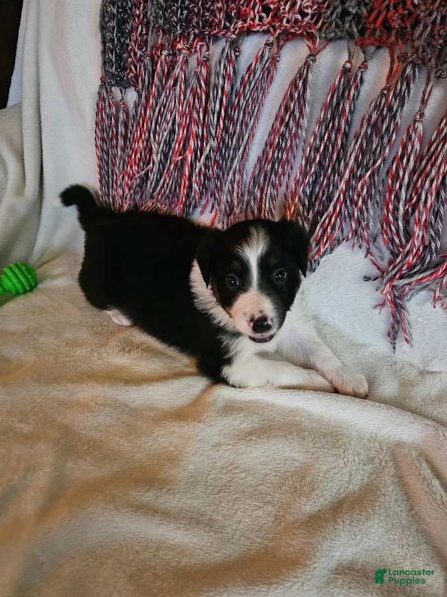 Australian Shepherd dogs Phoenix - Ad 2