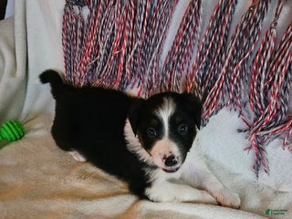 Australian Shepherd dogs Phoenix - Ad 3