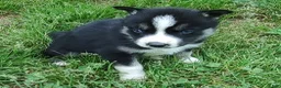 Siberian Husky dogs for sale: Sonya's male 4 - Ad 6