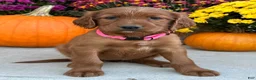 Irish Setter dogs for sale: Sadie - Ad 5
