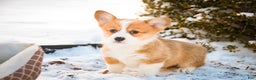 Welsh Corgi Pembroke dogs for sale: Gwen - Ad 6