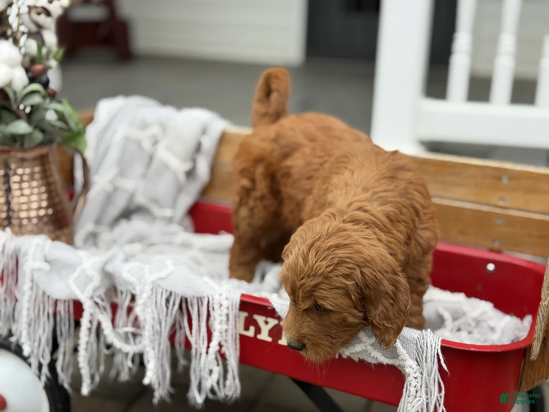 Goldendoodle dogs for sale: Ozzie - Ad 2