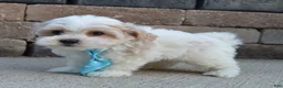 Maltipoo dogs for sale: Murphy - Ad 10