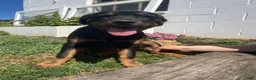 Rottweiler dogs for sale: Nala - Ad 3