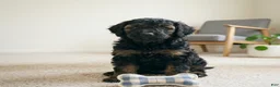 Cockapoo dogs for sale: LILLY - Ad 4