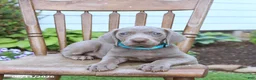 Weimaraner dogs for sale: Sierra - Ad 2