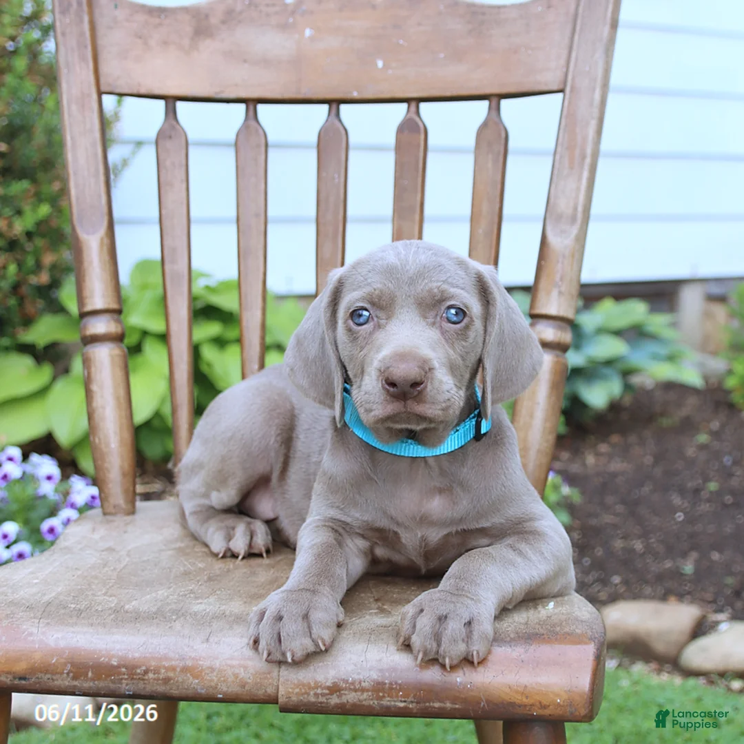 Weimaraner dogs for sale: Sierra - Ad 2