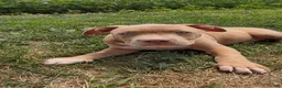American Bully dogs for sale: Kush - Ad 4