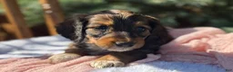 Miniature Dachshund dogs for sale: Haven  - Ad 4